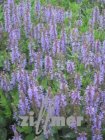 Salvia nemorosa 'Heaven in Blue'